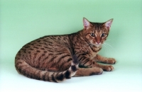 Picture of brown ocicat, lying down