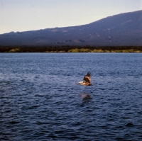 Picture of brown pelican fishing, punta espinosa, fernandina island, galapagos 