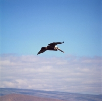 Picture of brown pelican flying above the sea, punta espinosa, galapagos  islands