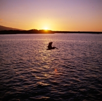 Picture of brown pelican flying at sunset at punta espinosa, fernandina island, galapagos 