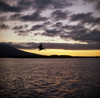 Picture of brown pelican flying, fishing in sunset, galapagos islands