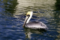 Picture of brown pelican in everglades, florida