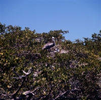 Picture of brown pelican nest mother and chick, punta espinosa, fernandina island, galapagos islands