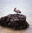 Picture of brown pelican on lava rock, baltra island, galapagos islands