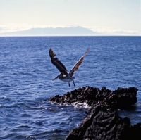 Picture of brown pelican taking off from lava rocks on  james bay, galapagos 