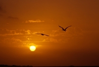 Picture of brown pelicans off florida in sunset