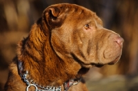 Picture of brown Shar Pei head study