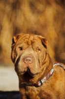 Picture of brown Shar Pei head study
