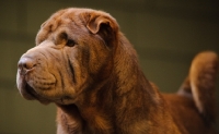 Picture of brown Shar Pei head study