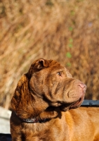 Picture of brown Shar Pei looking away