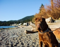 Picture of brown Shar Pei near shore