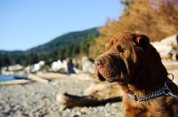 Picture of brown Shar Pei near shore