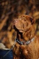 Picture of brown Shar Pei on lead