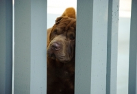 Picture of brown Shar Pei peaking through