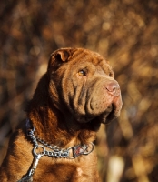 Picture of brown Shar Pei, portrait