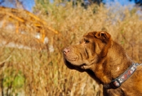 Picture of brown Shar Pei profile