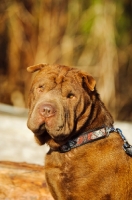 Picture of brown Shar Pei