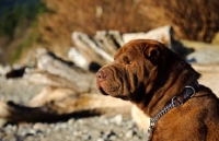 Picture of brown Shar Pei