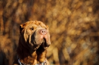 Picture of brown Shar Pei