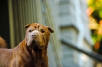 Picture of brown Shar Pei