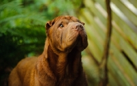 Picture of brown Shar Pei