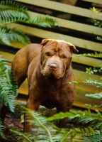 Picture of brown Shar Pei