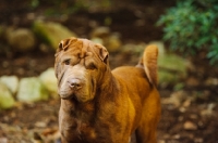 Picture of brown Shar Pei