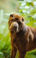 Picture of brown Shar Pei