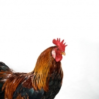 Picture of Brown Single Comb Leghorn Rooster