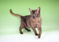 Picture of brown smoke Asian cat on green background