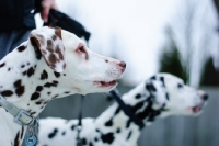 Picture of brown spotted and black spotted dalmatians