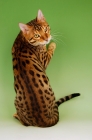 Picture of brown spotted bengal, back view