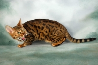 Picture of brown spotted bengal hissing