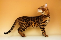 Picture of brown spotted bengal looking back