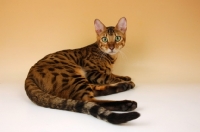 Picture of brown spotted bengal lying down 