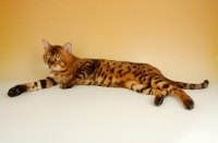 Picture of brown spotted bengal lying down on beige background