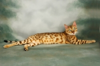 Picture of brown spotted bengal lying down, looking at camera