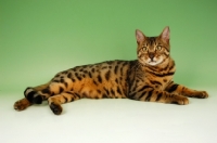 Picture of brown spotted bengal lying down on green background