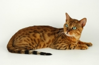 Picture of brown spotted bengal lying on white background