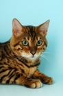 Picture of brown spotted bengal portrait