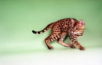 Picture of brown spotted Bengal, prowling