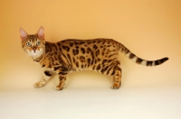 Picture of brown spotted bengal side view