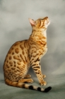 Picture of brown spotted bengal side view, looking up