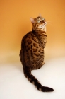 Picture of brown spotted bengal sitting, back view