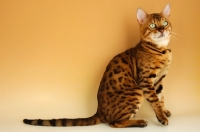 Picture of brown spotted bengal sitting down on beige background