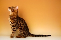 Picture of brown spotted bengal sitting on beige background, looking up