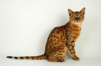 Picture of brown spotted bengal sitting on white background