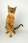 Picture of brown spotted bengal, standing on hind legs
