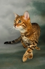 Picture of brown spotted bengal walking