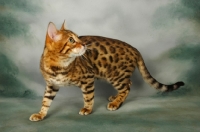 Picture of brown spotted bengal walking
